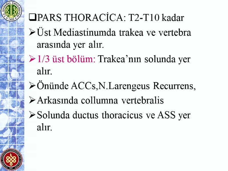 PARS THORACİCA: T2-T10 kadar  Üst Mediastinumda trakea ve vertebra arasında yer alır. 1/3